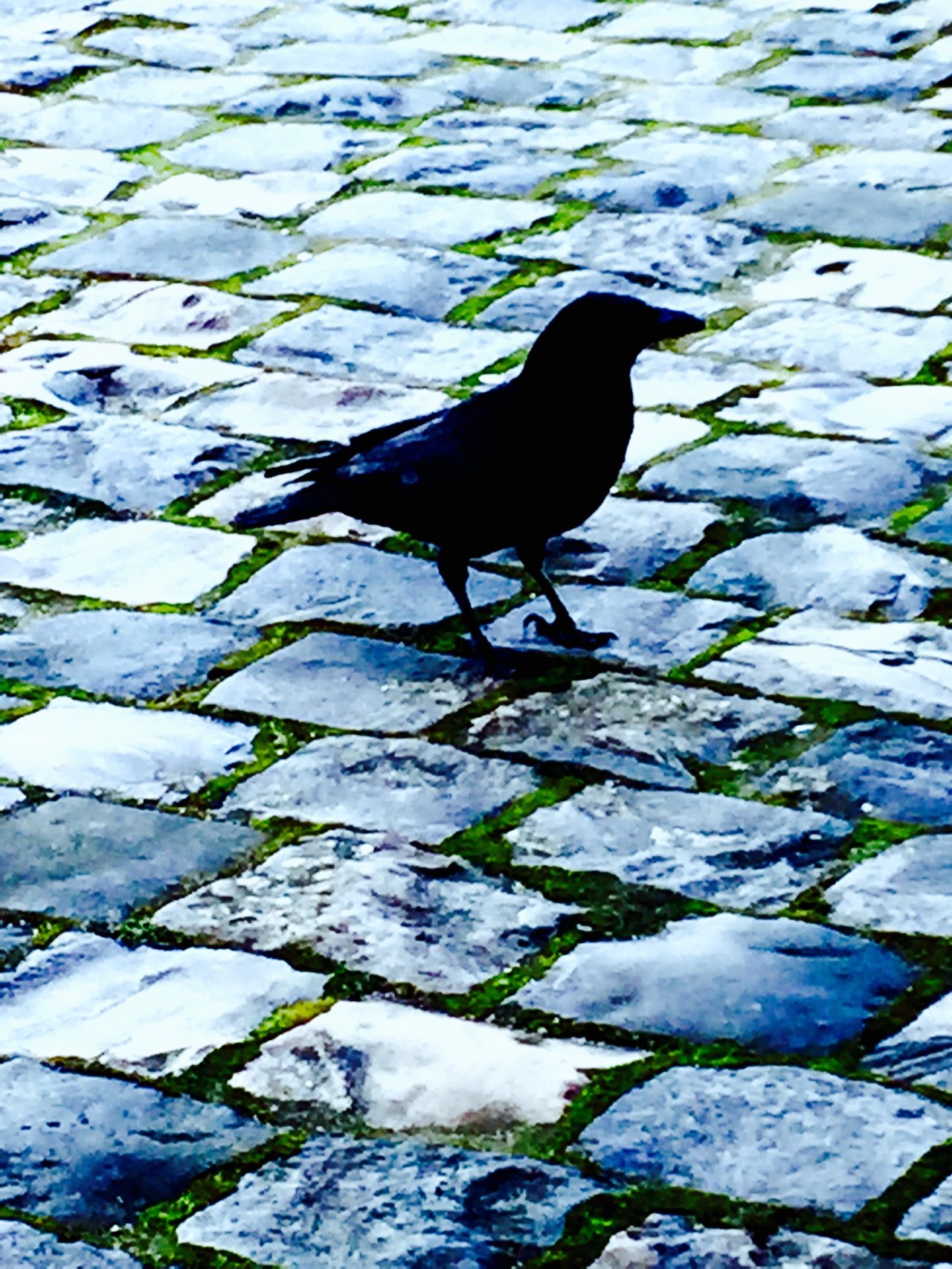 A Feathered Omen.