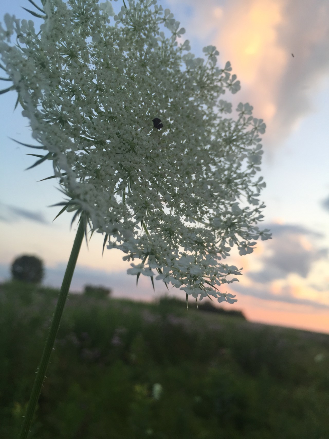 A Kingdom for a&nbsp;Flower.