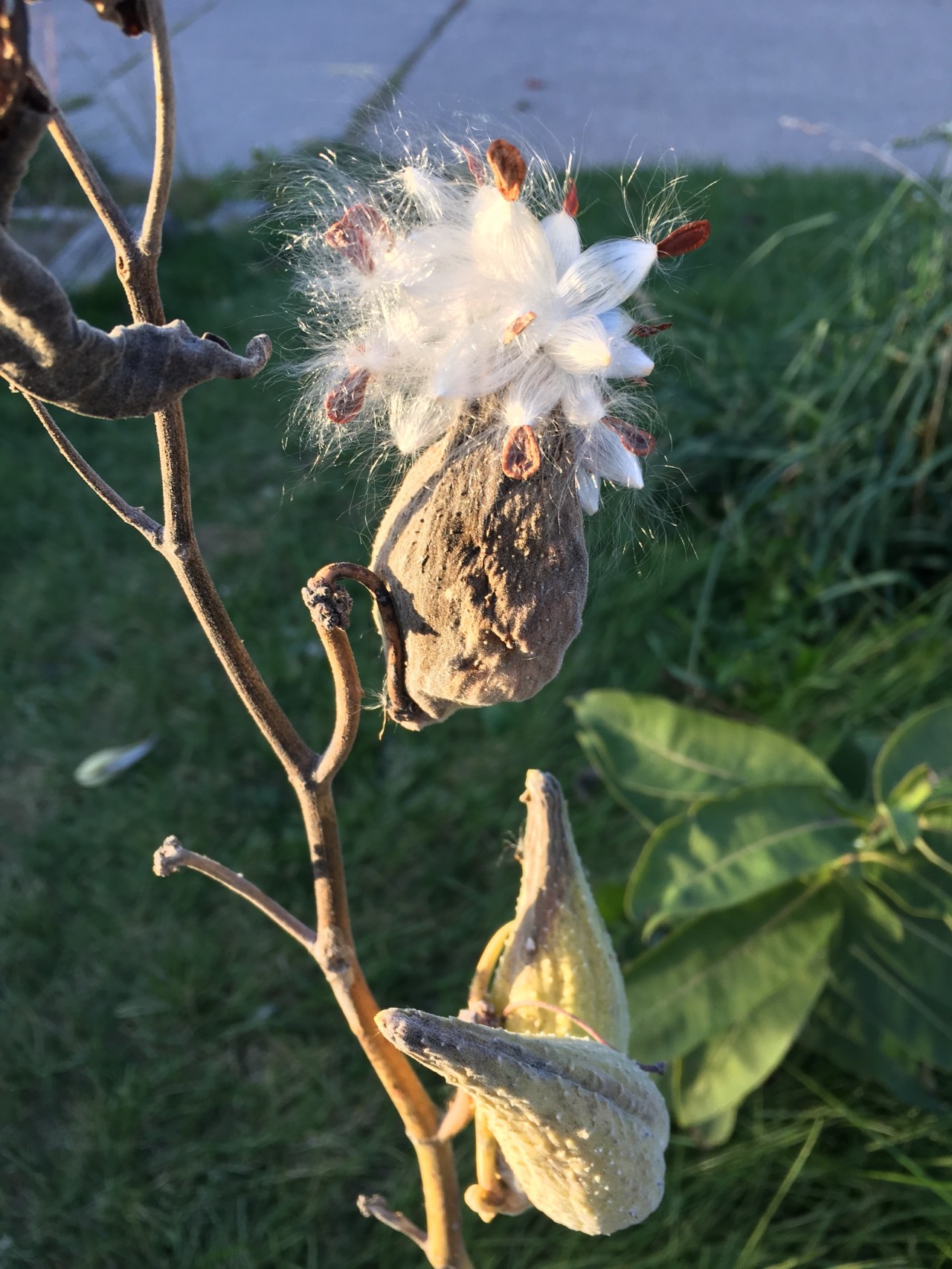 Walk The Wind to The&nbsp;Plight.