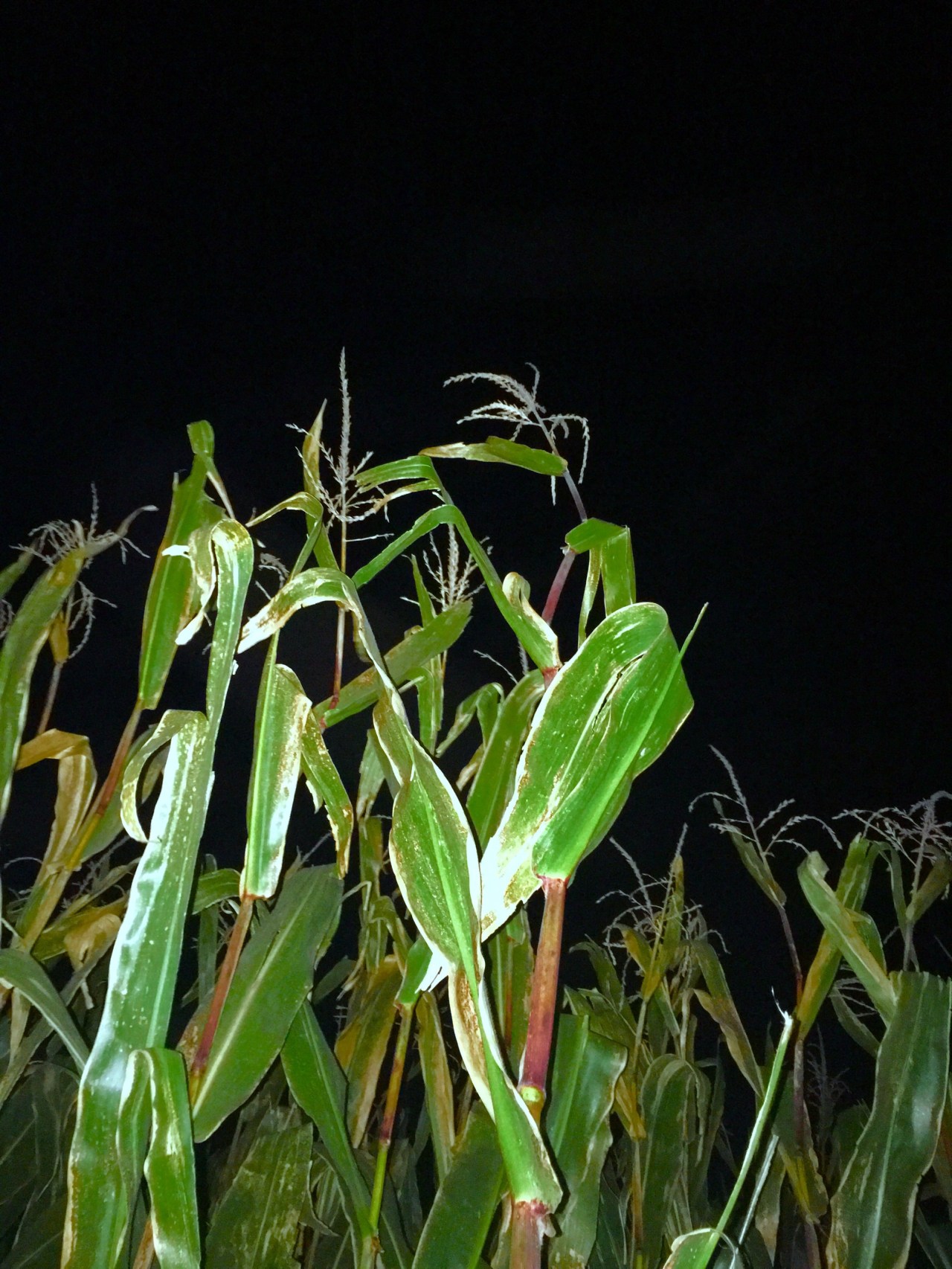 The Failure’s Labyrinth 