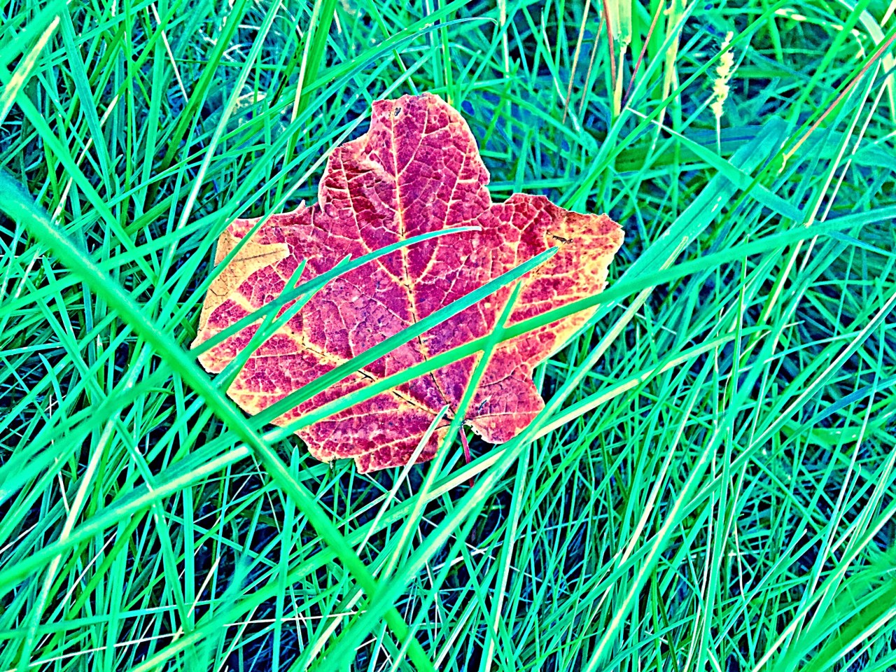 What if the Leaf won’t&nbsp;turn