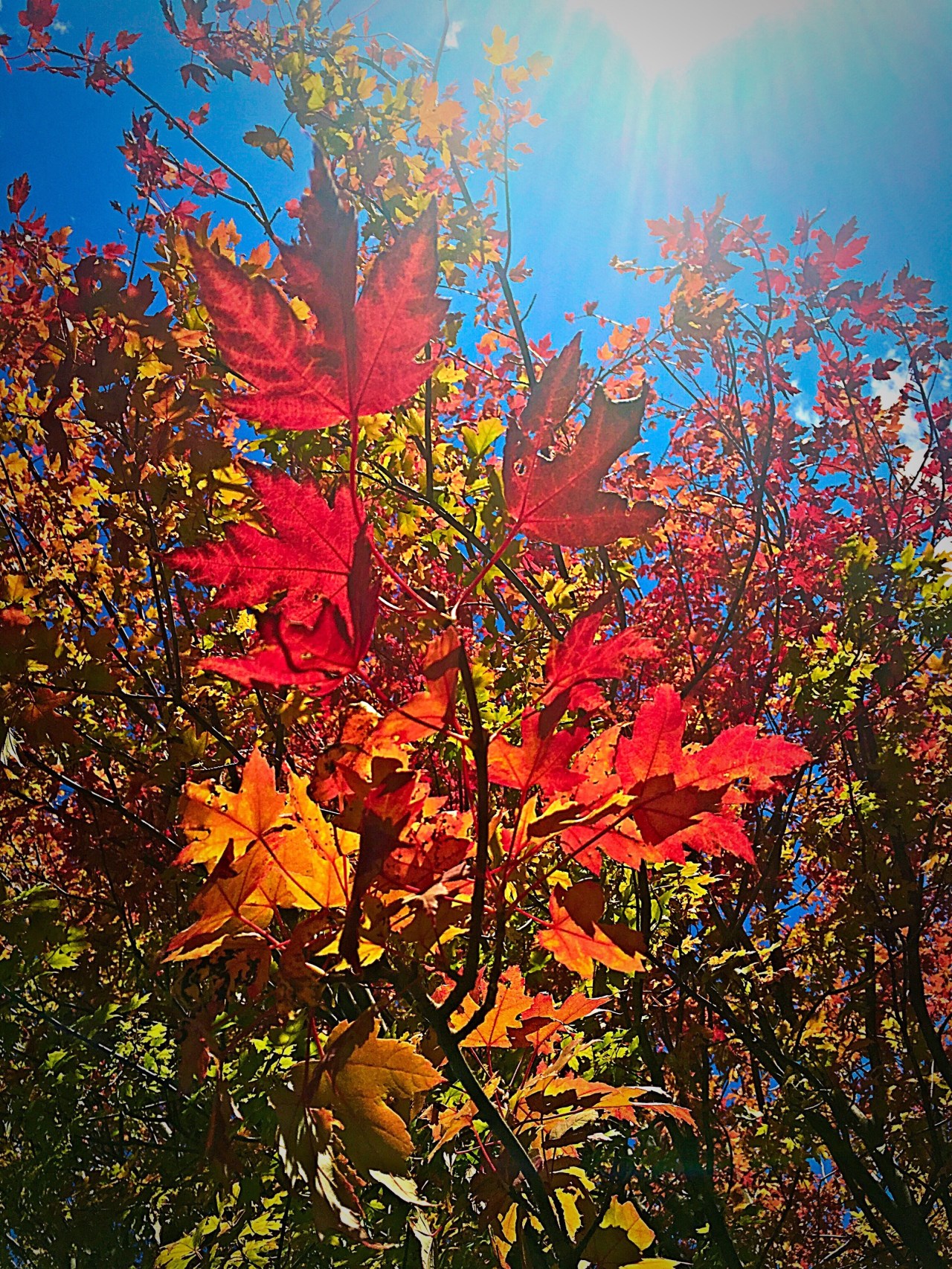 The Quiver of&nbsp;Chaos.