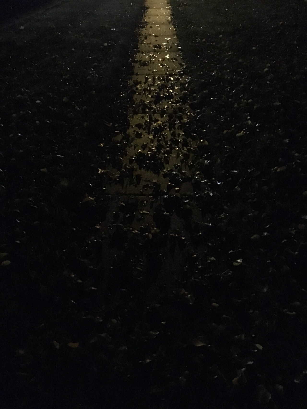 In the cracks of the&nbsp;sidewalk.